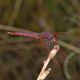 Trithemis_annulata_s_2293.jpg