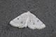 govii Ortuabis 9.9.16 P1080289_Edited_0001.JPG