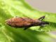 Lotzorai_20160707_8_1000.jpg