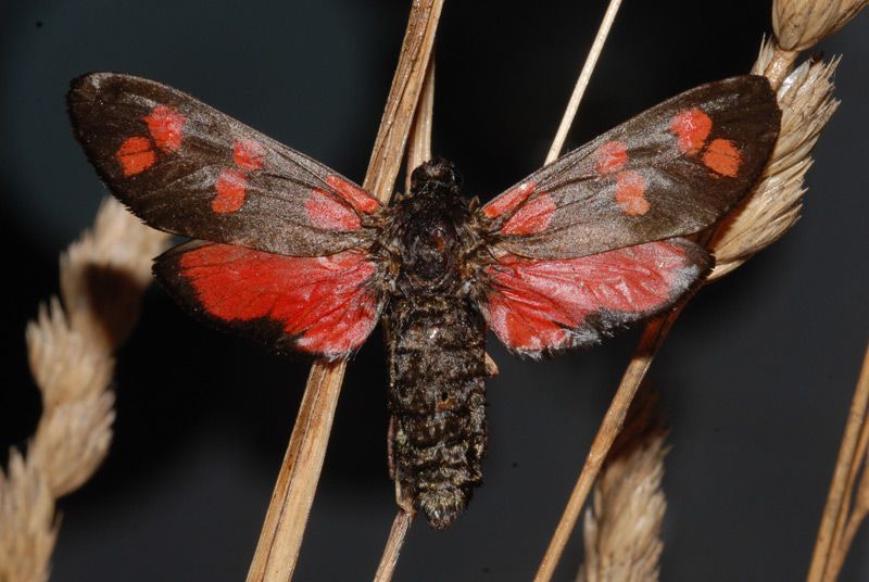 c Zygaena filipendulae 01.jpg