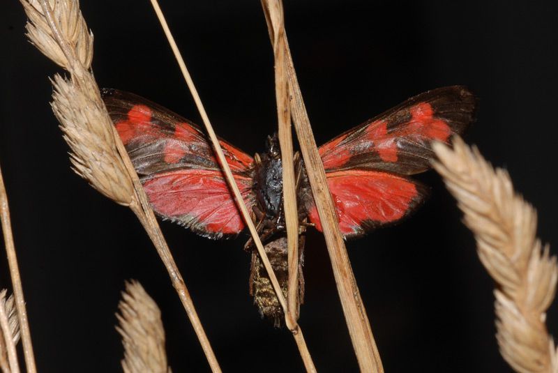 c Zygaena filipendulae 02.jpg