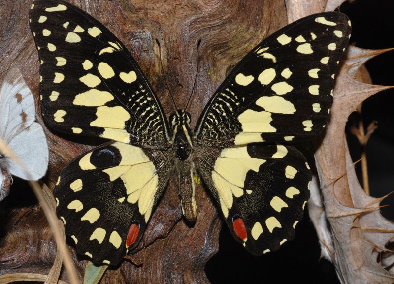 d-Papilio-cfr-demodocus-01.jpg