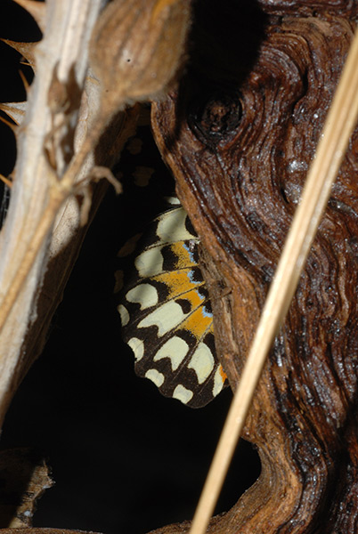 d-Papilio-cfr-demodocus-03.jpg
