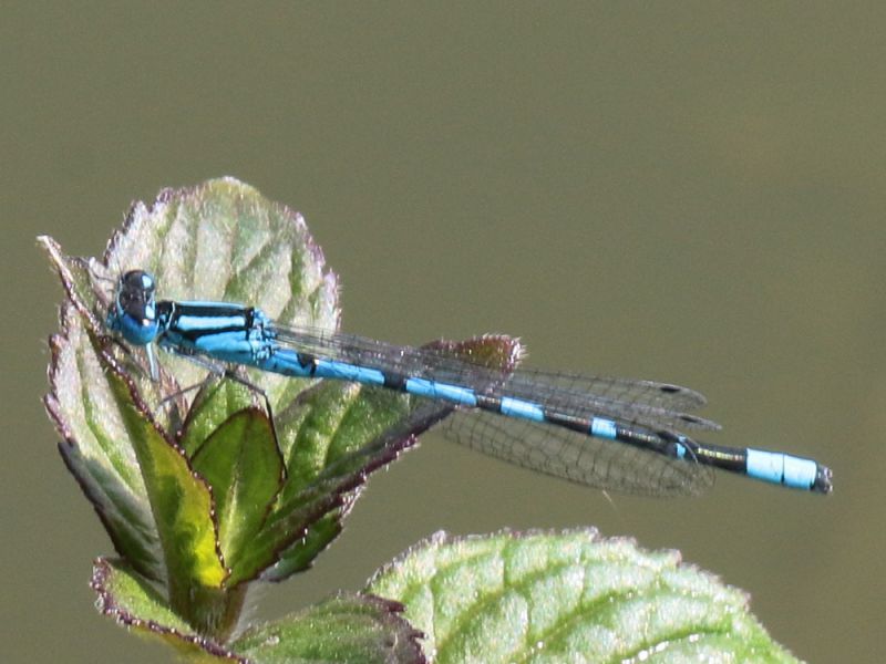 Coenagrion_scitulum_s_2076.jpg