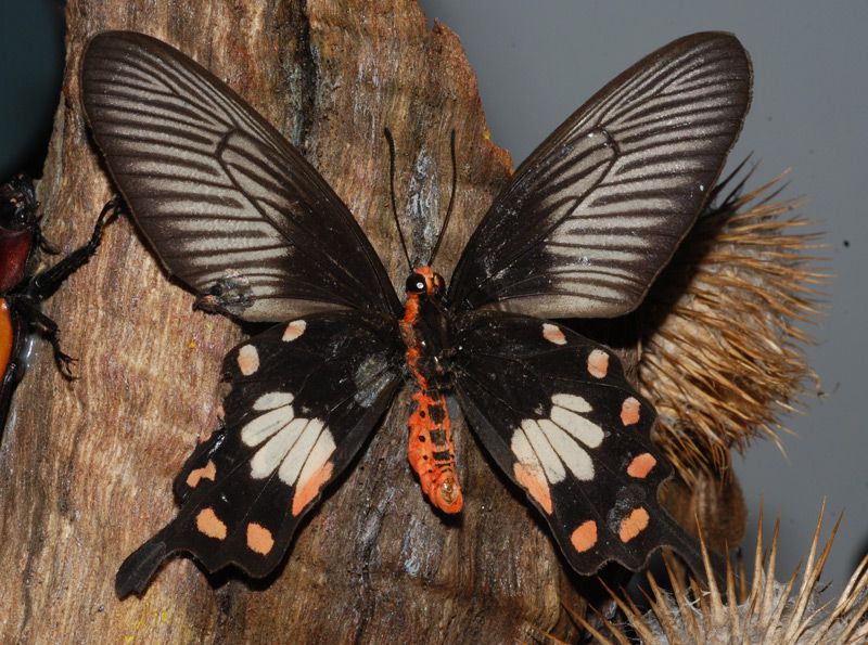 q-Papilio-sp-01.jpg