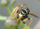 Polistes dominula (13).jpg