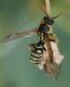 Polistes dominula (3).jpg