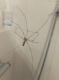 Unidentified_Pholcidae_underside.jpg