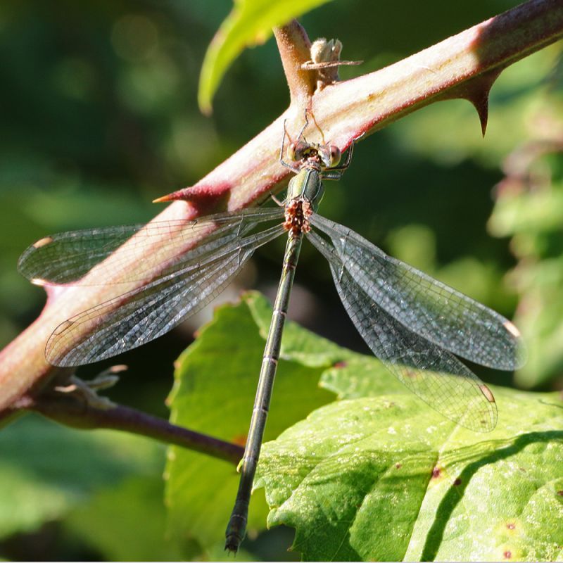 Chalcolestes_viridis_0931.jpg