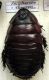 Macropanesthia rhinoceros.JPG