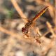 Trithemis_annulata_s_2358.jpg