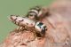 IMG_5036_Buprestis_bilyi.jpg