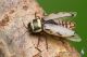 IMG_5030_Buprestis_bilyi.jpg