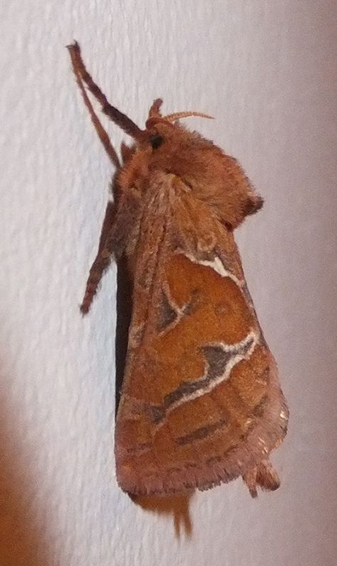 Unidentified_black_and_orange_moth_01.jpg