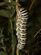 Papilio_machaon_s_2538.jpg