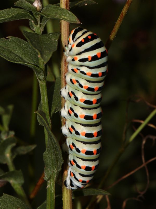 Papilio_machaon_s_2538.jpg