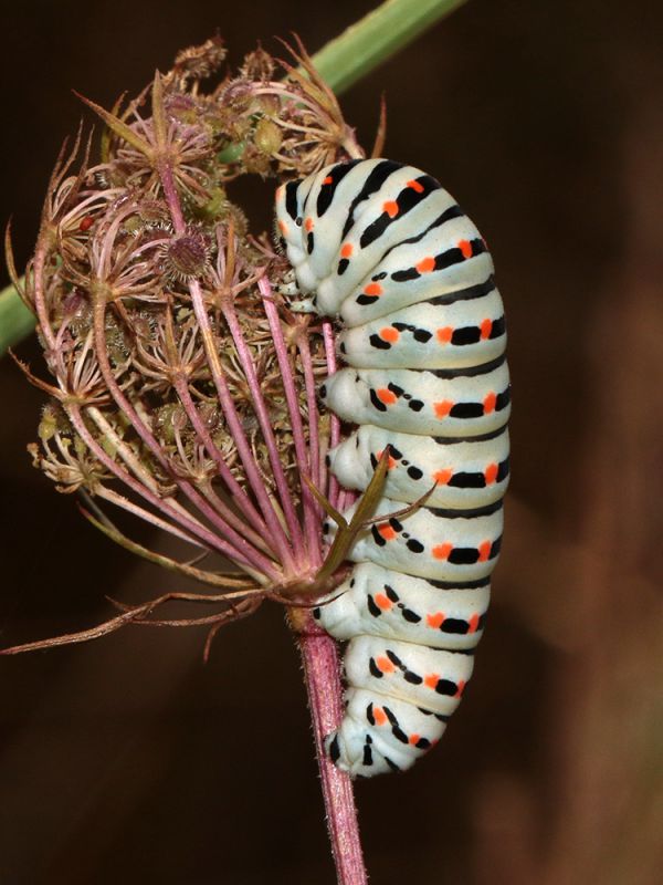 Papilio_machaon_s_2652.jpg