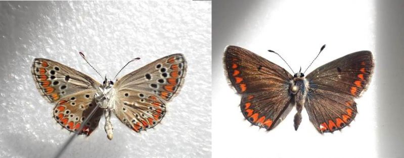 20160625 ♀ Belpasso Mt San Leo Milia.jpg