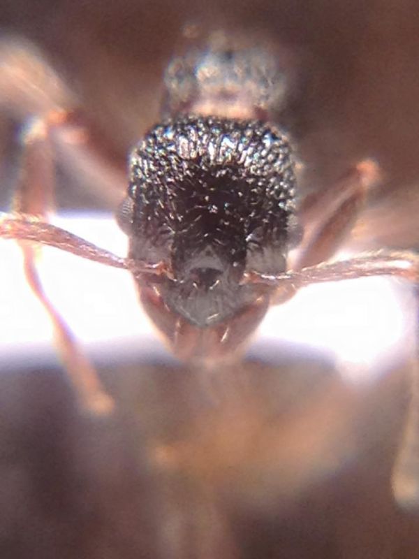 Myrmica rugosa 3.jpg