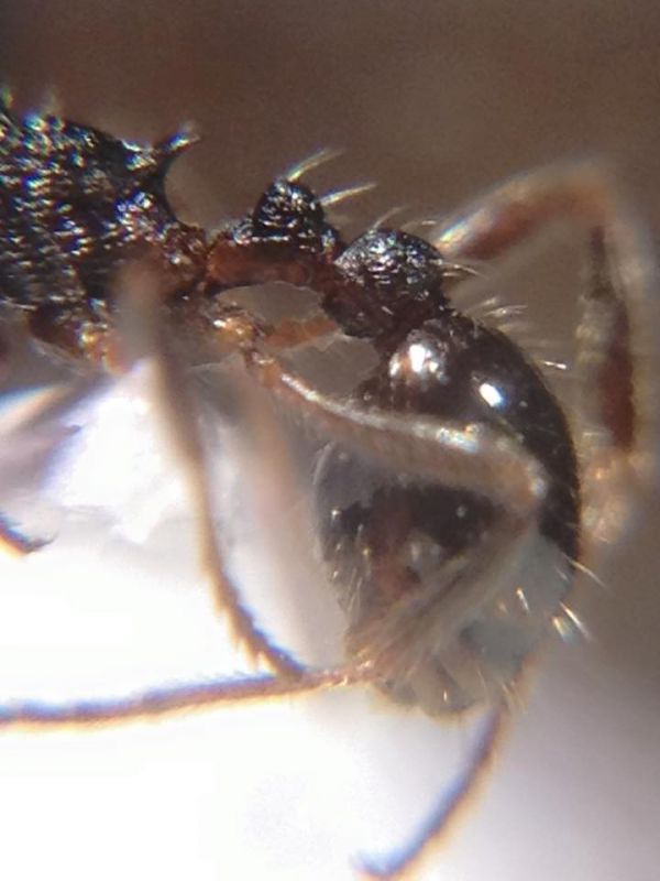 Myrmica rugosa 2.jpg