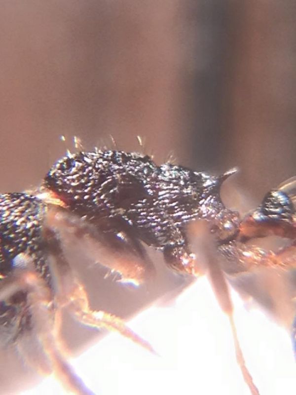 Myrmica rugosa.jpg