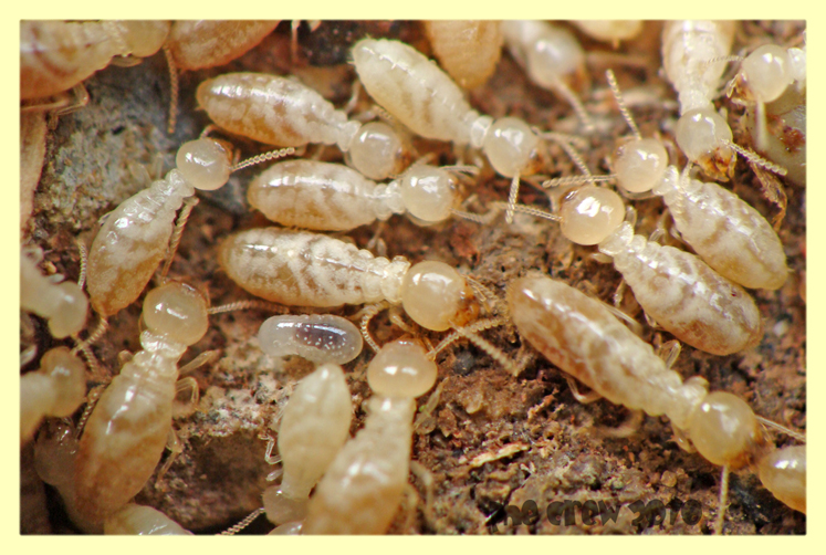 termiti formiche roma 18.4.2010 (3).JPG