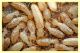 termiti formiche roma 18.4.2010 (2).JPG