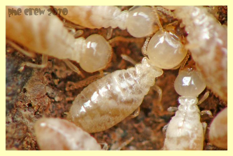 termiti formiche roma 18.4.2010 (11).JPG