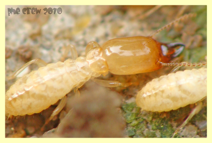 termiti formiche roma 18.4.2010 (16).JPG