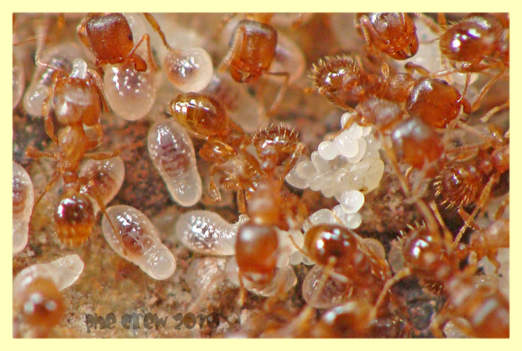 termiti formiche roma 18.4.2010 (18).JPG