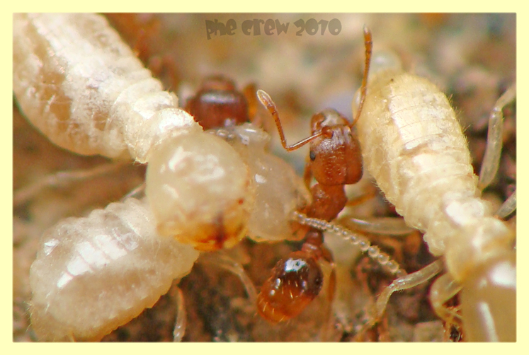 termiti formiche roma 18.4.2010.JPG