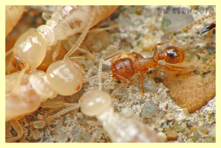 termiti formiche roma 18.4.2010 (19).JPG