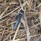 Orthetrum_brunneum_s_3118.jpg