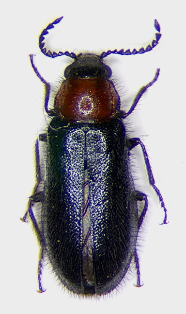 Dasytes thoracicus.jpg