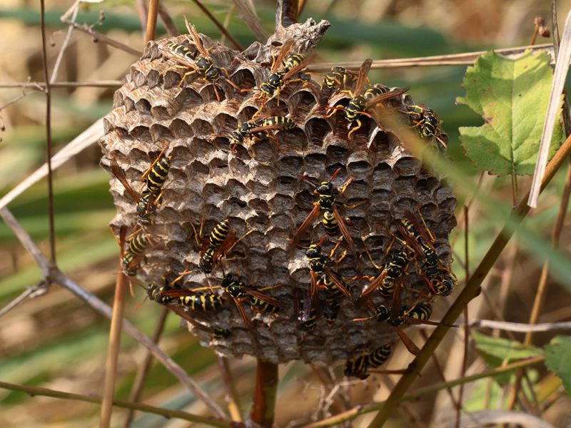 Polistes_sp_3145.jpg