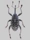 tn_Curculio.jpg