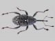 tn_Curculio - Copia.jpg