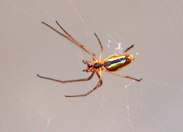 Tetragnathidae 10 Maggio 2010 017 Visualizzazione Posta elettronica - Rapida.jpg