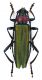 CombM2158_10zL6cr.jpg