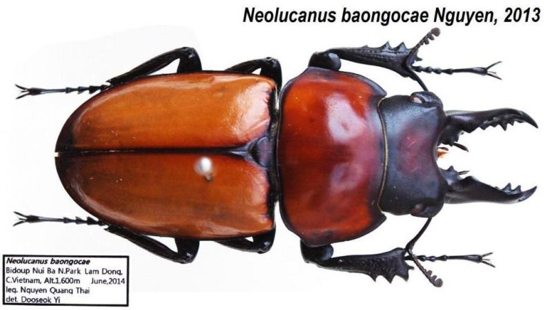 Neolucanus baongocae Nguyen, 2013.JPG