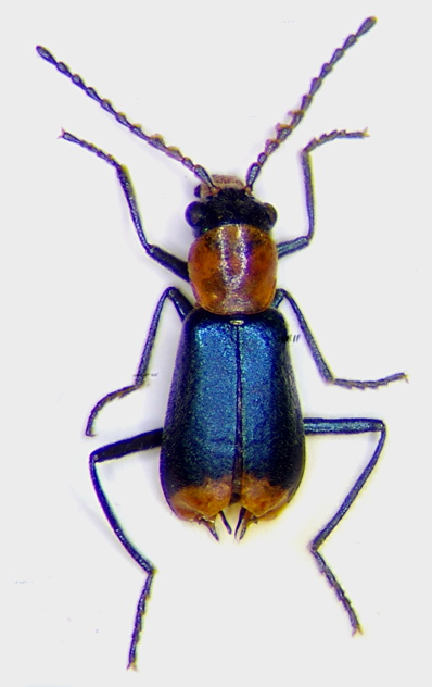 Cyrtosus longicollis m.jpg