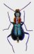 Cyrtosus longicollis f.jpg