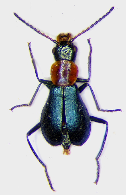 Cyrtosus longicollis f.jpg