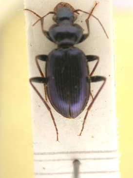 leistus spinibarbis.jpg