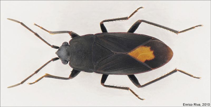 heteroptera_lo.jpg