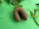 Agrotis_escalmationis_larva.jpg