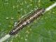 20160712argentera.jpg