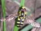 Xanthogramma sp.jpg