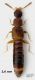 Alevonota rufotestacea (Kraatz, 1856) (2).jpg