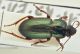 harpalus6.jpg